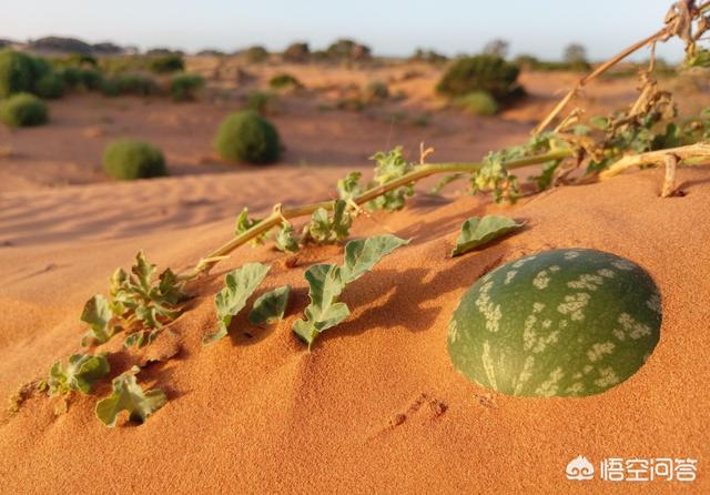 沙漠里遍地是“西瓜”为何无人敢吃？:冰镇西瓜欧洲杯