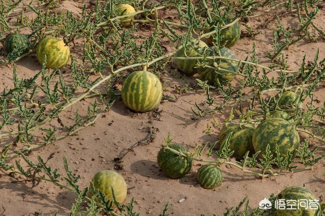 沙漠里遍地是“西瓜”为何无人敢吃？:冰镇西瓜欧洲杯-第3张图片-太平洋在线下载