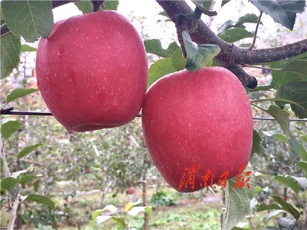 新品种苹果领先市场新闻中国十大苹果品种好吃排名